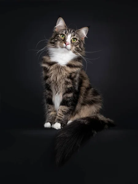 Majestuoso Joven Adulto Negro Tabby Blotched Norwegian Forestcat Sentado Frente — Foto de Stock