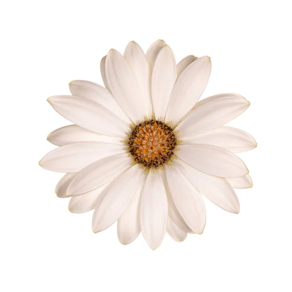 Beyaz Arka Planda Izole Edilmiş Beyaz Spanyol Daisy Çiçeğinin Üst — Stok fotoğraf