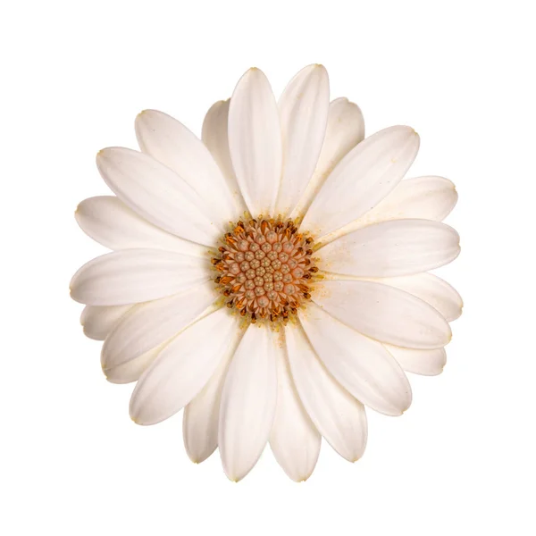 Beyaz Arka Planda Izole Edilmiş Beyaz Spanyol Daisy Çiçeğinin Üst — Stok fotoğraf