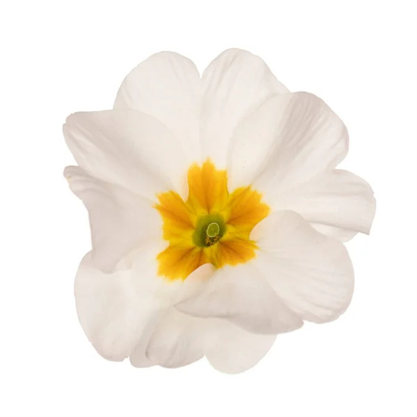 Vue Dessus Simple Fleur Onagre Blanche Avec Coeur Jaune Isolée — Photo