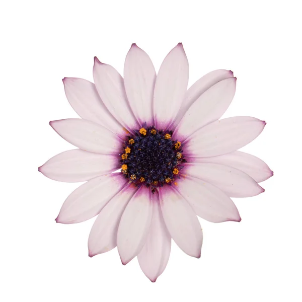 Beyaz Arka Planda Izole Edilmiş Pembe Spanyol Daisy Çiçeğinin Üst — Stok fotoğraf