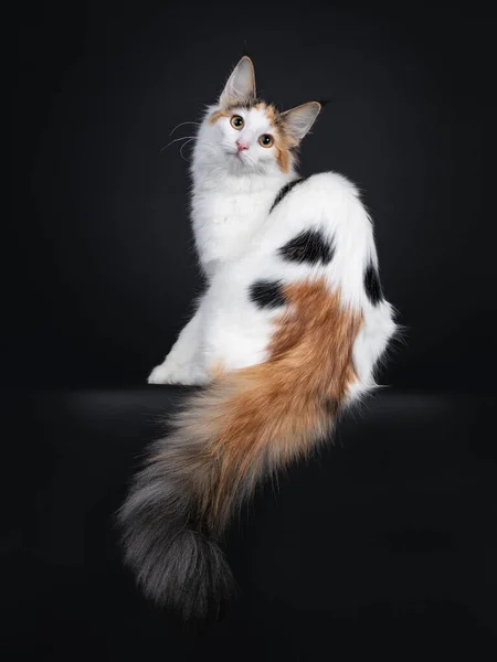 Cute Young Norwegian Forestcat Cat Sitting Backwards Looking Shoulder Straight — Stock Photo, Image