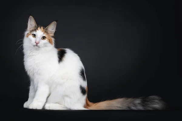 Симпатичная Молодая Норвежская Лесная Кошка Сидит Сбоку Смотрит Прямо Объектив — стоковое фото