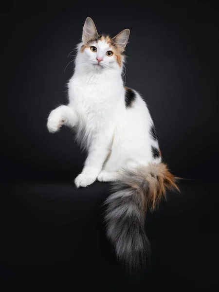 Bonito Jovem Norueguês Forestcat Gato Sentado Lado Maneiras Com Cauda — Fotografia de Stock