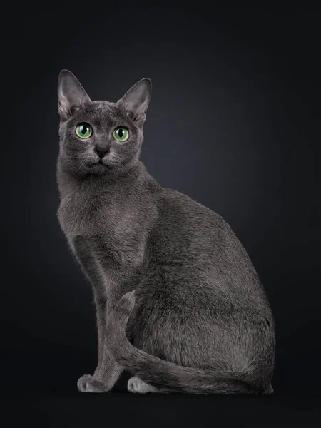 优雅的成年科拉特猫 坐在旁边的路 看着镜头 绿色的眼睛 被隔离在黑色背景下 — 图库照片