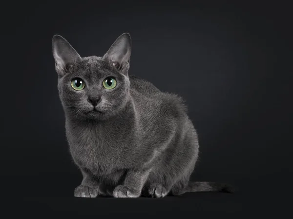 优雅的年轻成年科拉特猫 躺在面对前方的侧道上 看着镜头 绿色的眼睛 被隔离在黑色背景下 — 图库照片