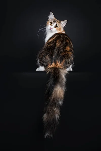 Young Adult Bicolor Tortie Norwegian Forestcat Sitting Backwards Edge Looking — Stock Photo, Image