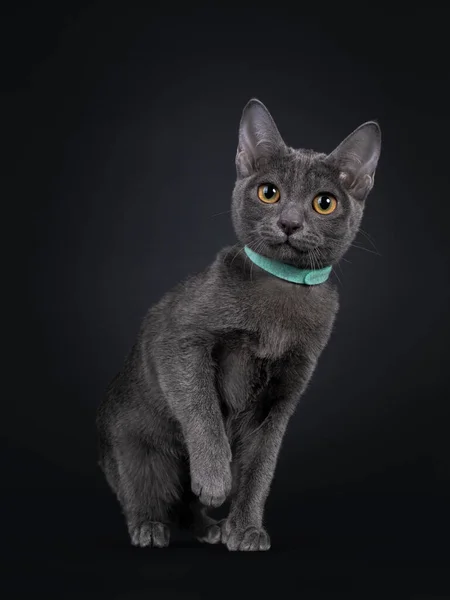 Niedliche Korat Katzenkätzchen Sitzend Vorne Mit Grünem Kragen Den Hals — Stockfoto