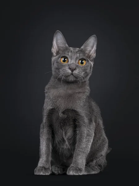Gatinho Gato Korat Expressivo Sentado Frente Olhando Para Câmera Com — Fotografia de Stock