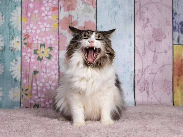 Senior Norwegian Forestcat, sitting facing front. Mouth wide open showing teeth and tongue. Pastel background.