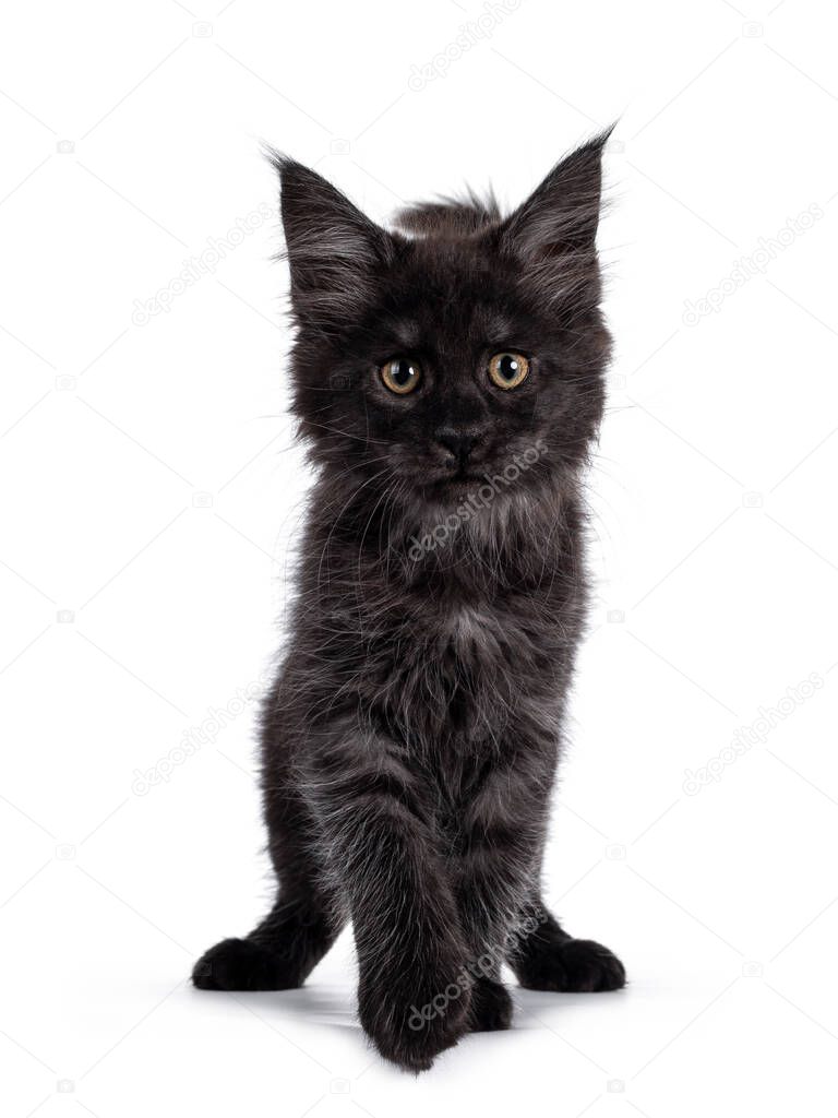 Majestic black smoke Maine Coon kitten, walking towards camera. Looking focussed beside camera with shiney brown golden eyes. Isolated on white background.