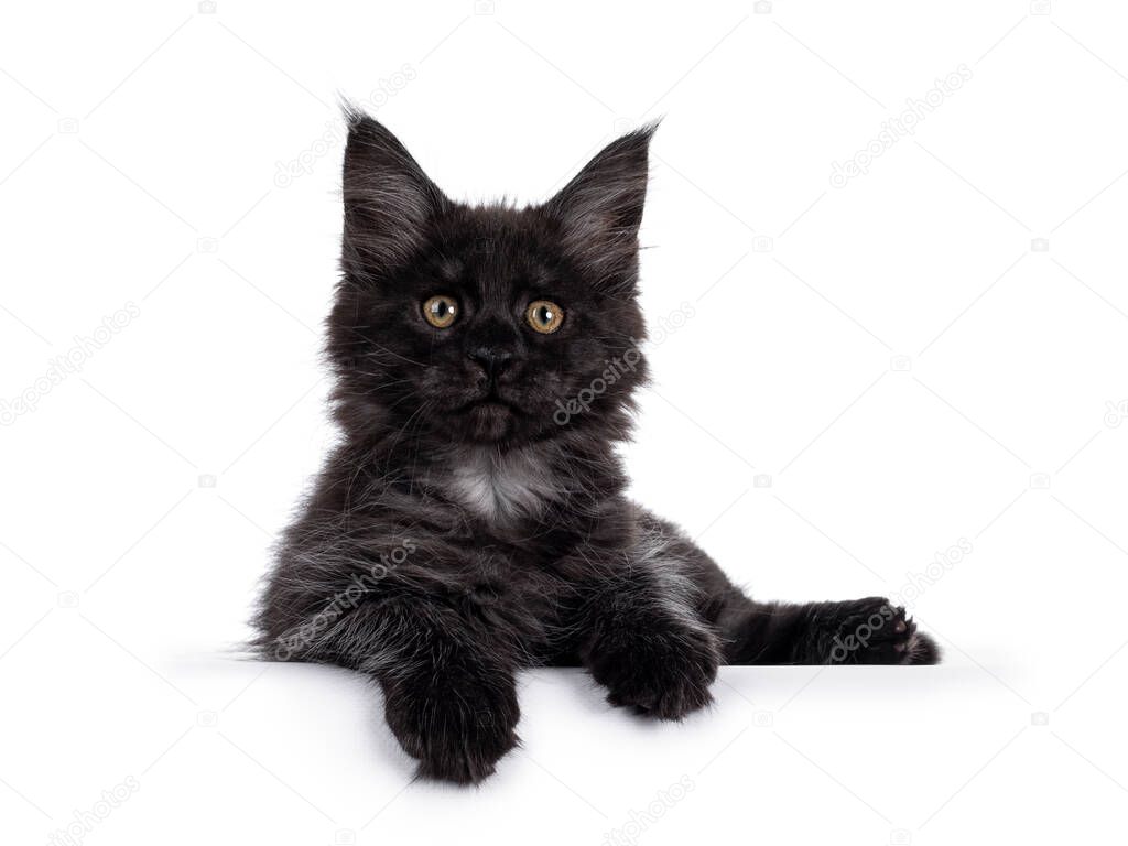 Majestic black smoke Maine Coon kitten, laying down facing front. Looking at camera with shiney brown golden eyes. Isolated on white background. Paws hanging over edge.