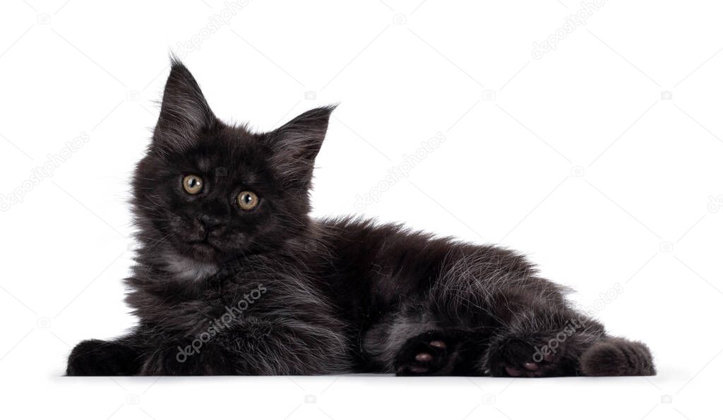 Majestic black smoke Maine Coon kitten, laying down side ways. Looking at camera with shiney brown golden eyes. Isolated on white background.
