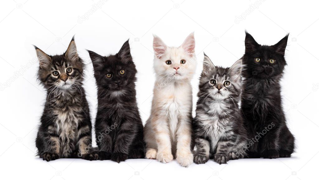Row of five Maine Coon cat kittens, sitting beside each other on a row. Al looking towards camera. Isolated on white background.