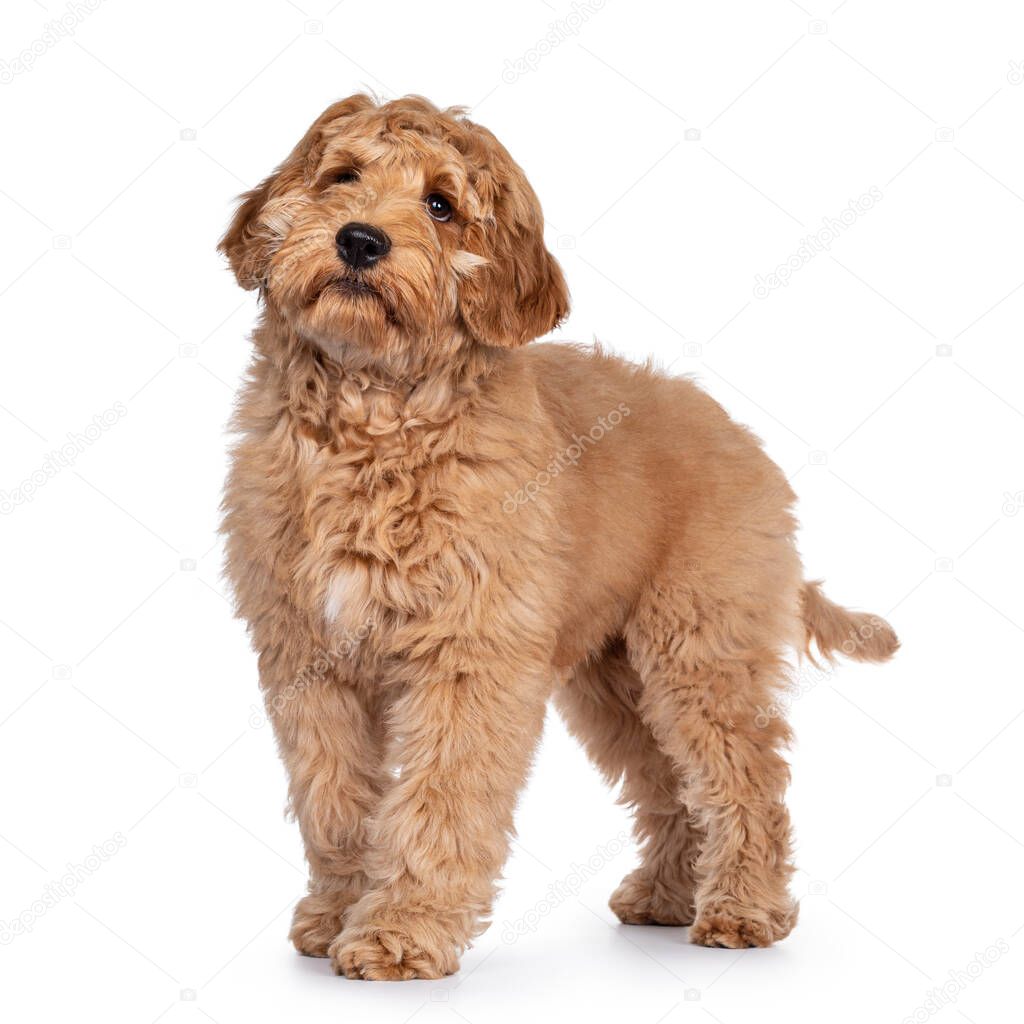 Cute 4 months young Labradoodle pup,standing side ways. Looking above camera with closed mouth. Isolated on white background.