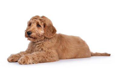 Tatlı 4 aylık genç Labradoodle köpeği, yan yana yatıyor. Parlak gözlerle kameranın yanına bakıyordu. Beyaz arkaplanda izole.