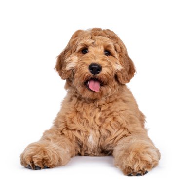 Sevimli 4 aylık genç Labradoodle köpeği, yüzü koyun uzanıyor. Parlak gözlerle kameraya bakıyor. Beyaz arkaplanda izole.