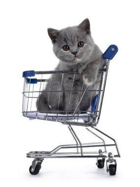 Şirin, küçük mavi tortie İngiliz Shorthair kedi yavrusu, küçük alışveriş arabasında oturuyor. Pençelerini kenarda tut ve kahverengi gözlerle kameraya doğru bak. Beyaz arkaplanda izole.