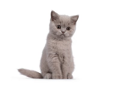 Şirin leylak rengi İngiliz Shorthair kedi yavrusu, önde oturuyor. Yuvarlak kahverengi gözlerle kameranın yanına bakıyordu. beyaz arkaplanda izole.