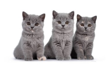 Beş sıra mavi ve mavi tortie İngiliz Shorthair kedi yavruları, yan yana oturuyorlar. Hepsi kameraya bakıyor ve yuvarlak kahverengi gözlü merceğe bakıyor. Beyaz arkaplanda izole.