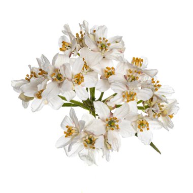 Top view of white Oleander blooming branch. Isolated on white bachground. clipart