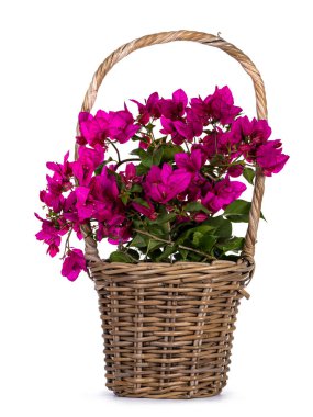 Kahverengi sepet pembe Bougainvillea bitkisi, beyaz arka planda izole edilmiş..