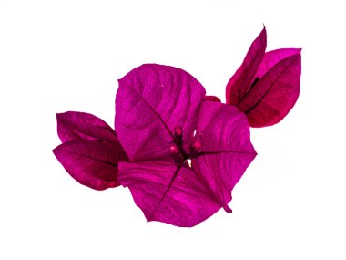 Beyaz arka planda soyutlanmış pembe Bougainvillea çiçeklerinin kapanışı.