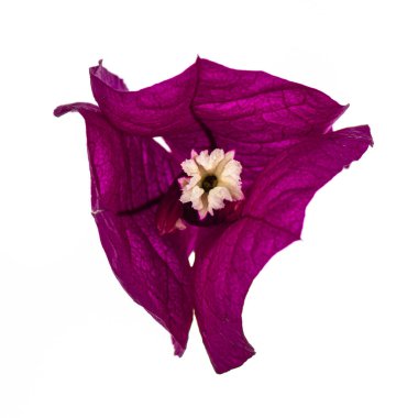 Beyaz arka planda soyutlanmış pembe Bougainvillea çiçeklerinin kapanışı.