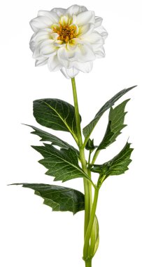 Yapraklı tek bir beyaz Dahlia çiçeğinin yan görüntüsü. Beyaz arkaplanda izole.