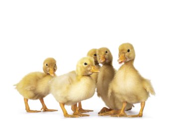 5-3 günlük şirin Pekin ördeği yavrularından oluşan bir grup, grupta bekliyorlar. Kameraya doğru bakıyorum. Beyaz arkaplanda izole.