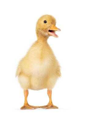 Üç günlük sevimli Pekin ördeği yavrusu, yüzü önde duruyor. Başını yana çevir ve kameraya doğru bak. Beyaz arka planda izole edilmiş. Gagası açık.