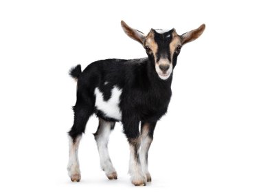 Black baby goat with white and brown spots, standing side ways with head turned to camera. Looking towards camera showing both eyes and ears up. Isolated on white background. clipart