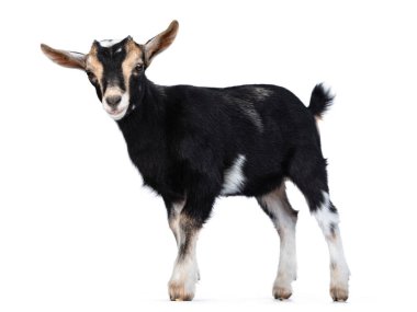 Siyah keçi, beyaz ve kahverengi benekli, ayakta / yürüyen yan yolları var. Mercek merceğinin her iki gözünü de kamaştırıyor. Beyaz arkaplanda izole.