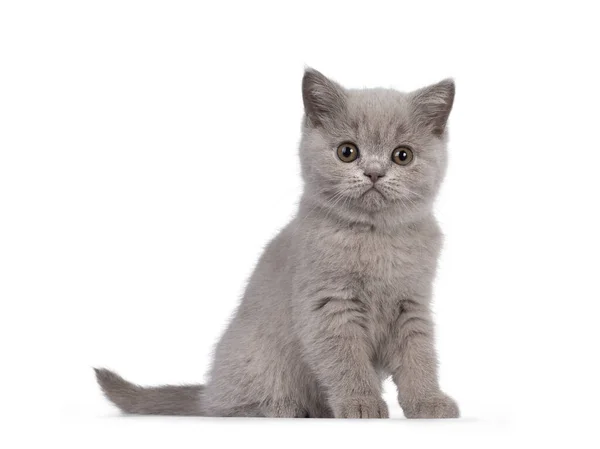 Şirin leylak rengi İngiliz Shorthair kedi yavrusu, yan yana oturuyor. Yuvarlak kahverengi gözlerle kameraya doğru bakıyor. beyaz arkaplanda izole.