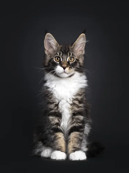 Klasický Černý Tabby Maine Mýval Kočka Kotě Sedí Čelem Dopředu — Stock fotografie