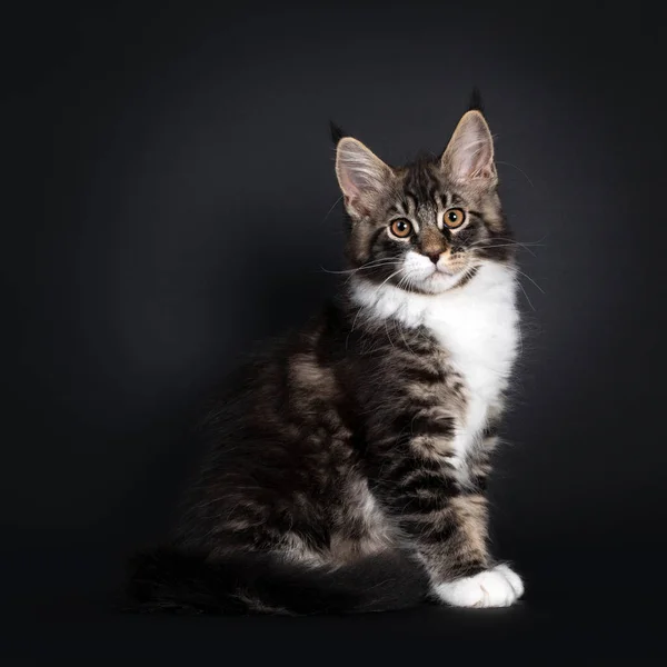 Klassisches Schwarz Gestromtes Maine Coon Katzenkätzchen Seitlich Sitzend Blickt Mit — Stockfoto