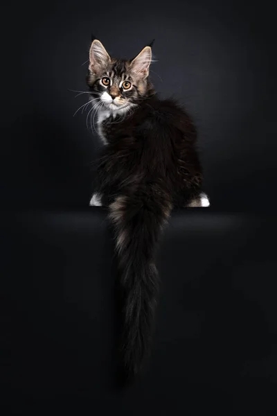 Klassisches Schwarz Gestromtes Maine Coon Katzenkätzchen Rückwärts Sitzend Blickt Mit — Stockfoto