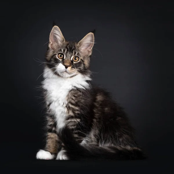 Klassisches Schwarz Gestromtes Maine Coon Katzenkätzchen Seitlich Sitzend Blickt Mit — Stockfoto