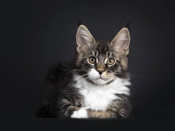 Класичне Чорне Таббі Maine Coon Kitten Лежить Обличчям Передньої Панелі — стокове фото