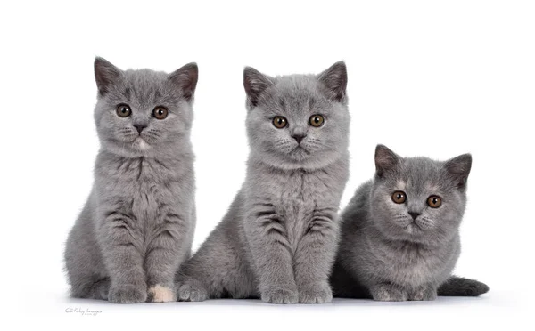 Fila Cinco Gatitos Británicos Gato Shorthair Azul Azul Tortie Sentados — Foto de Stock