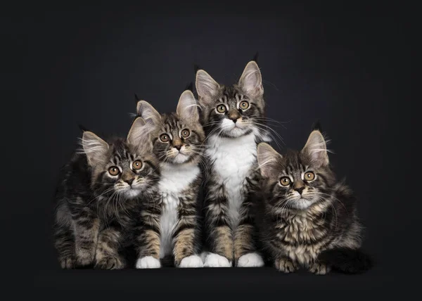 Cute Grupa Wiersz Maine Coon Kotów Siedzi Kładzenie Obok Siebie — Zdjęcie stockowe