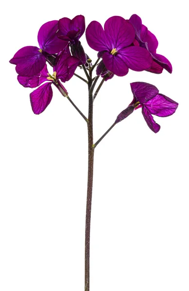 Vista Lateral Rosa Roxo Lunaria Annua Ramo Florescendo Isolado Sobre — Fotografia de Stock