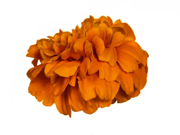 Sidovy Enda Blommande Tagetes Marigold Blomma Isolerad Vit Bakgrund — Stockfoto