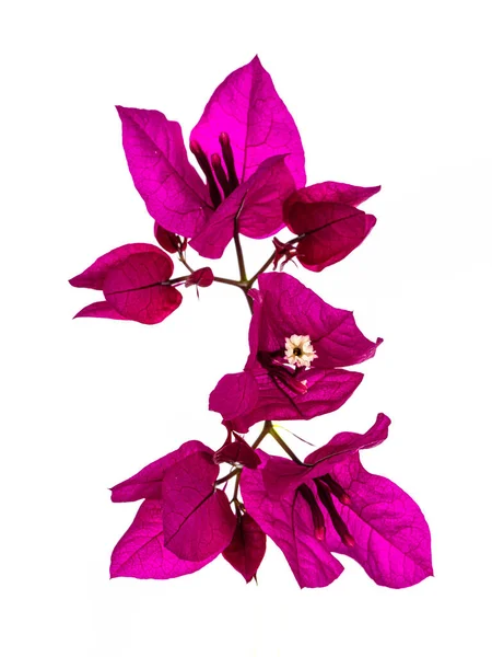 Closu Flores Bougainvillea Rosa Florescendo Isolado Fundo Branco — Fotografia de Stock