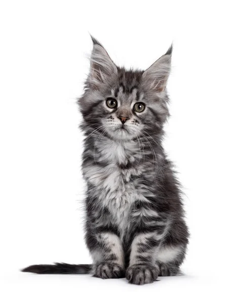 Super Roztomilé Stříbrné Tabby Maine Mývalí Kočka Kitte Sedí Čelem — Stock fotografie