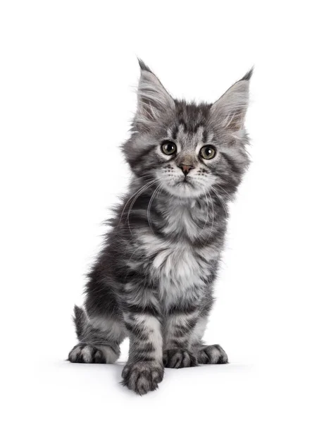 Super Carino Argento Tabby Maine Coon Gatto Kitte Seduto Fronte — Foto Stock