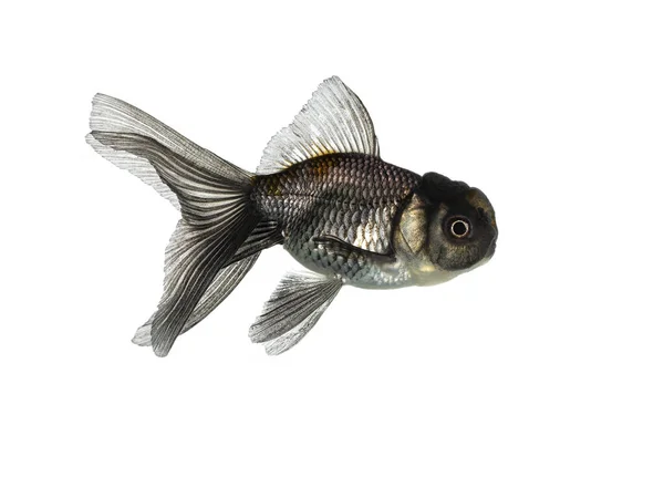 Black swimming cold water fish isolated on white background.