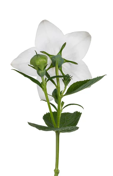 Vue Latérale Fleur Ballon Sur Tige Isolée Sur Fond Blanc — Photo