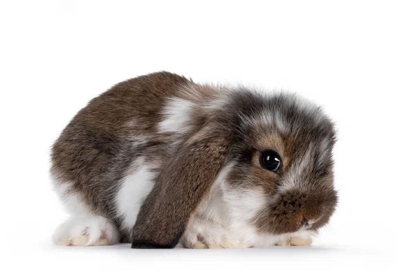 Brun Avec Lapin Tacheté Blanc Assis Latéralement Regardant Vers Caméra — Photo