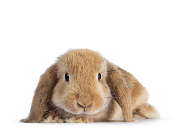 Lapin Brun Solide Doux Couché Tête Tournée Vers Avant Regardant — Photo